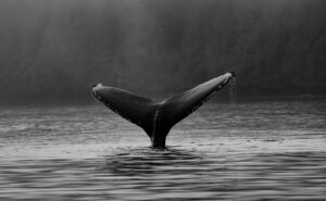 Schwarz-weisse Schwanzflosse eines Buckelwals im Wasser als Sinnbild für sichtbare Warnsignale und verspätete Reaktion